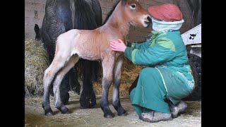 NAISSANCE HIVERNALE  sociabilisation et premiers soins dun poulain de trait ardennais [upl. by Ailemap]