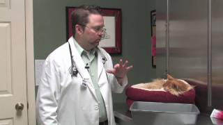 Dog amp Cat Diseases  About Feline Toxoplasmosis [upl. by Cassie137]