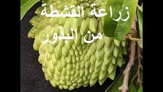 زراعة القشطة من البذور [upl. by Caesaria63]