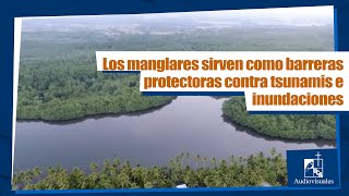 Cápsula  Manglares ecosistemas de vida en El Salvador [upl. by Nasho]