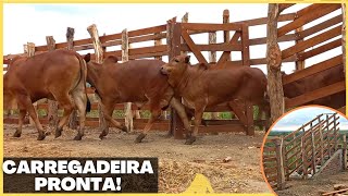 JÁ INAUGURAMOS A CARREGADEIRA DO CURRAL NOVO  CASAL DE BEZERROS SINDI A VENDA [upl. by Umberto]