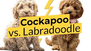 Cockapoo vs Labradoodle 🐶 Breed Comparison 🐶 🔴 2023 🔴 [upl. by Oilerua]