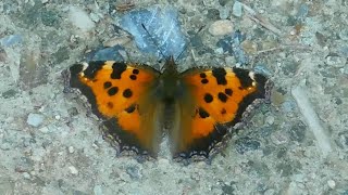 nymphalis xanthomelas 2  butterflies of Greece [upl. by Sayres]