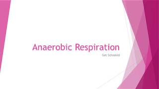 KS3 Biology  Anaerobic Respiration [upl. by Nodnahs]