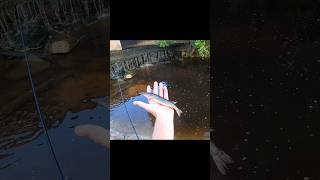 Pickerel fishing in a ditch fishing shorts creekfishing creek [upl. by Dylane423]