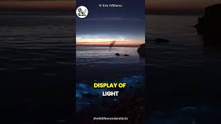 Glowing Water Of The Beach bio luminescence effect [upl. by Meter885]