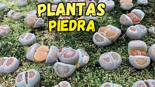 Toda mi colección DE LITHOPS PLANTAS PIEDRA SUCULENTAS PIEDRA [upl. by Shirlee]