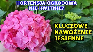 HORTENSJA OGRODOWA Nie Kwitnie Kluczowe Nawożenie Jesienne Przycinanie Zimowanie Uprawa Hortensji [upl. by Billmyre]