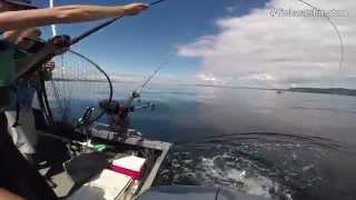 Trolling for Puget Sound Chinook Salmon [upl. by Urbana449]