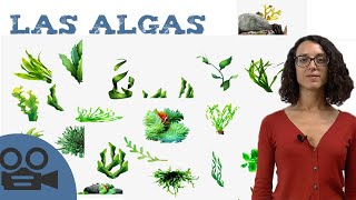 Las algas [upl. by Lledyr]