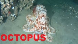 OCTOPUS Scuba diving Ireland [upl. by Iznyl]