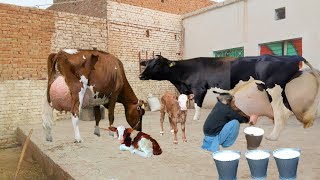 Cow for sale new video cholistani Friesian cross cow in PakistanFriesian cow Holistien cowhf cow [upl. by Ecahc]