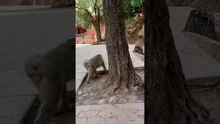 Monkeys roaming around and climbing Ouzoud Waterfalls  Morocco Azilal [upl. by Havener]