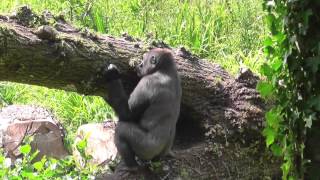 Western Lowland Gorillas Paignton Zoo 16th July 2013 [upl. by Det]