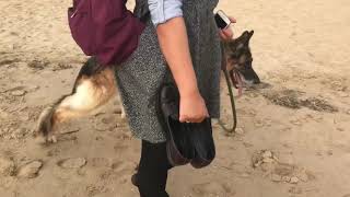 Degenerative Myelopathy GSD 2018 [upl. by Coralie]