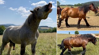 130 Koni Zimnokrwiste u Krzysztofa Wenskiego 5 ogierów kryjących [upl. by Karr520]