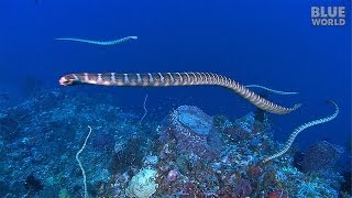 Sea Snake Island  JONATHAN BIRDS BLUE WORLD [upl. by Annoyk781]