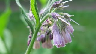 La consoude la plante cicatrisante par excellence [upl. by Remas]