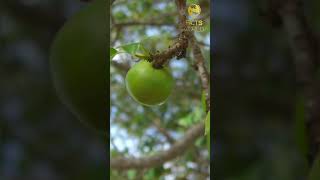 Manchineel Tree  The Worlds Poisonous Tree facts viralvideo factsintelugu viralshorts [upl. by Chanda18]