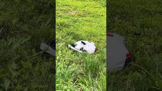 New robot mower is a beast mammotiontechmammotion luba2 lawnmower lawncare [upl. by Nerret186]