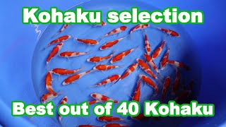 Selecting 40 Tosai Kohaku Koi Fish KOI SELECTION [upl. by Ahseekan]