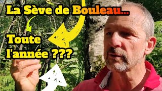 Comment la sève de bouleau peut se consommer toute lannée [upl. by Melas]