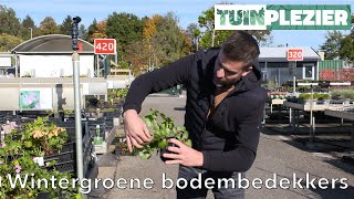 Arjans Top 5 Wintergroene bodembedekkers  TUINPLEZIER [upl. by Gaw]