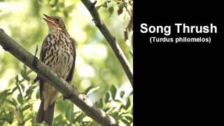 Song Thrush Bird Call and Pictures for Teaching BIRDSONG [upl. by Chiquita]