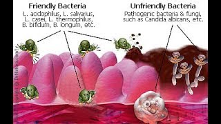 MSM miracle  What is Methyl Sulfonyl Methane [upl. by Aggi700]