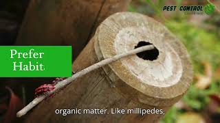 How to fight Millipedes amp Centipedes with Pest Control Excellence [upl. by Niltak701]