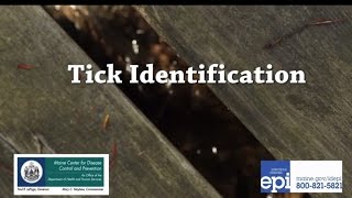 Tick Identification [upl. by Anima912]