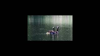 Canada Geese with Goslings [upl. by Adler]