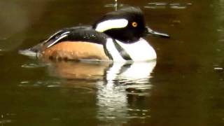 Hooded Merganser Ducks [upl. by Nirrac]