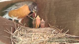 Nesting American Robins  Maine [upl. by Lipski137]