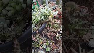 Cotyledon pendens fypviral suculentas cactussol viralyoutubevideo viralshort plantas jardim [upl. by Leumek]