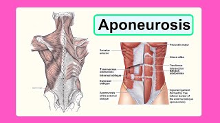 aponeurosis [upl. by Raynata]