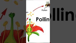 Flower  reproductive parts of flower  Pollination in plants  Male and female gamate [upl. by Aiceled]