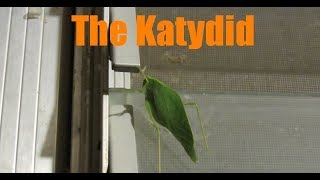 Katydid Facts and Footage  Tettigoniidae [upl. by Eelirol]