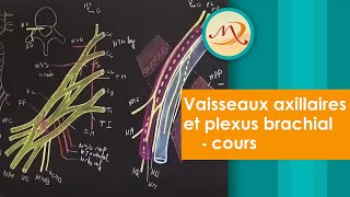 Anatomie des vaisseaux axillaires et du plexus brachial cours [upl. by Renita669]