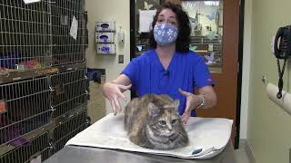 Monitoring Feline Respiratory Rate and Distress at Home [upl. by Dwane596]