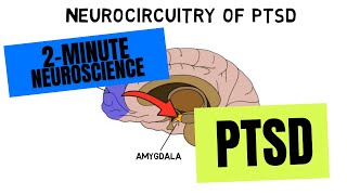 2Minute Neuroscience PTSD [upl. by Ogdon816]