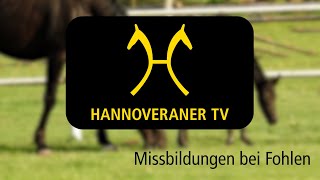 Hannoveraner TV  Fohlenmissbildungen [upl. by Haas]