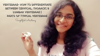 VERTEBRAE  PARTS amp DIFFERENTIATION  ANATOMY  SIMPLIFIED ✔ [upl. by Faletti972]