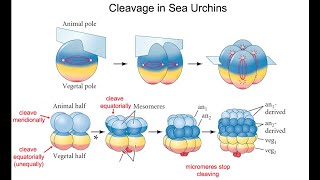 cleavage in sea urchin [upl. by Cocks]