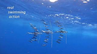 Dredge Fishing Underwater Video featuring Motion Dredge Baits [upl. by Oicnaneb]