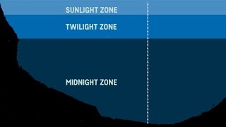 What Are The Sea Zones Explaining Deep Sea Exploration  Behind the News [upl. by Llehsram890]