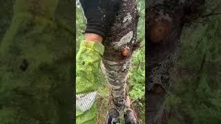 Arborist makes BIG mistake at the top of this tree arborist treeworker chainsaw climbing [upl. by Macilroy]