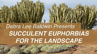 See Big Beautiful Succulent Euphorbias in Gardens amp Landscapes [upl. by Malha]