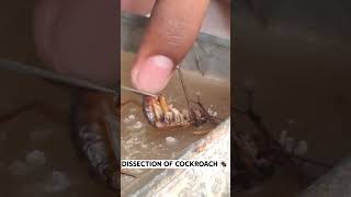 Cockroach Dissection  Entomology  agriculturefirstshortvideoyoutubeshorts isumitpatel7 [upl. by Aicnerolf]