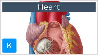 Anatomy of the Heart Ventricles Atria and Functions  Human Anatomy  Kenhub [upl. by Adnama]